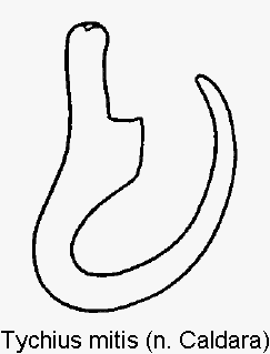 tychius_mitis_sperm.gif