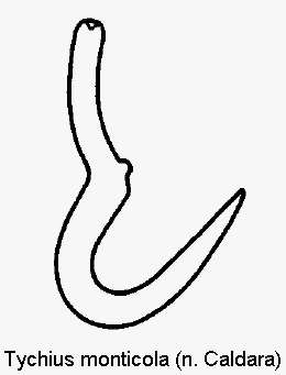 tychius_monticola_sperm.gif