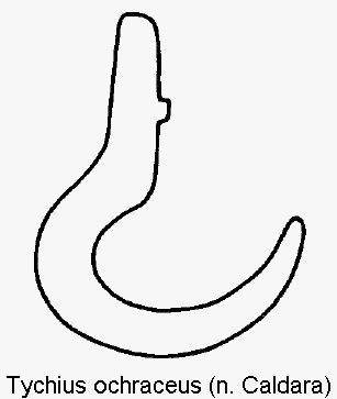 tychius_ochraceus_sperm.gif