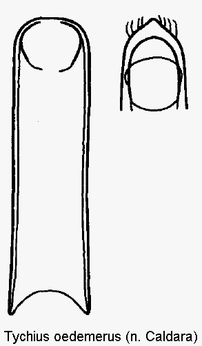 tychius_oedemerus.gif