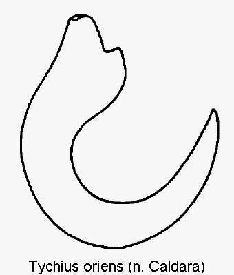 tychius_oriens_sperm.gif