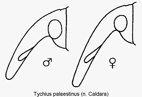 tychius_palaestinus_k.gif