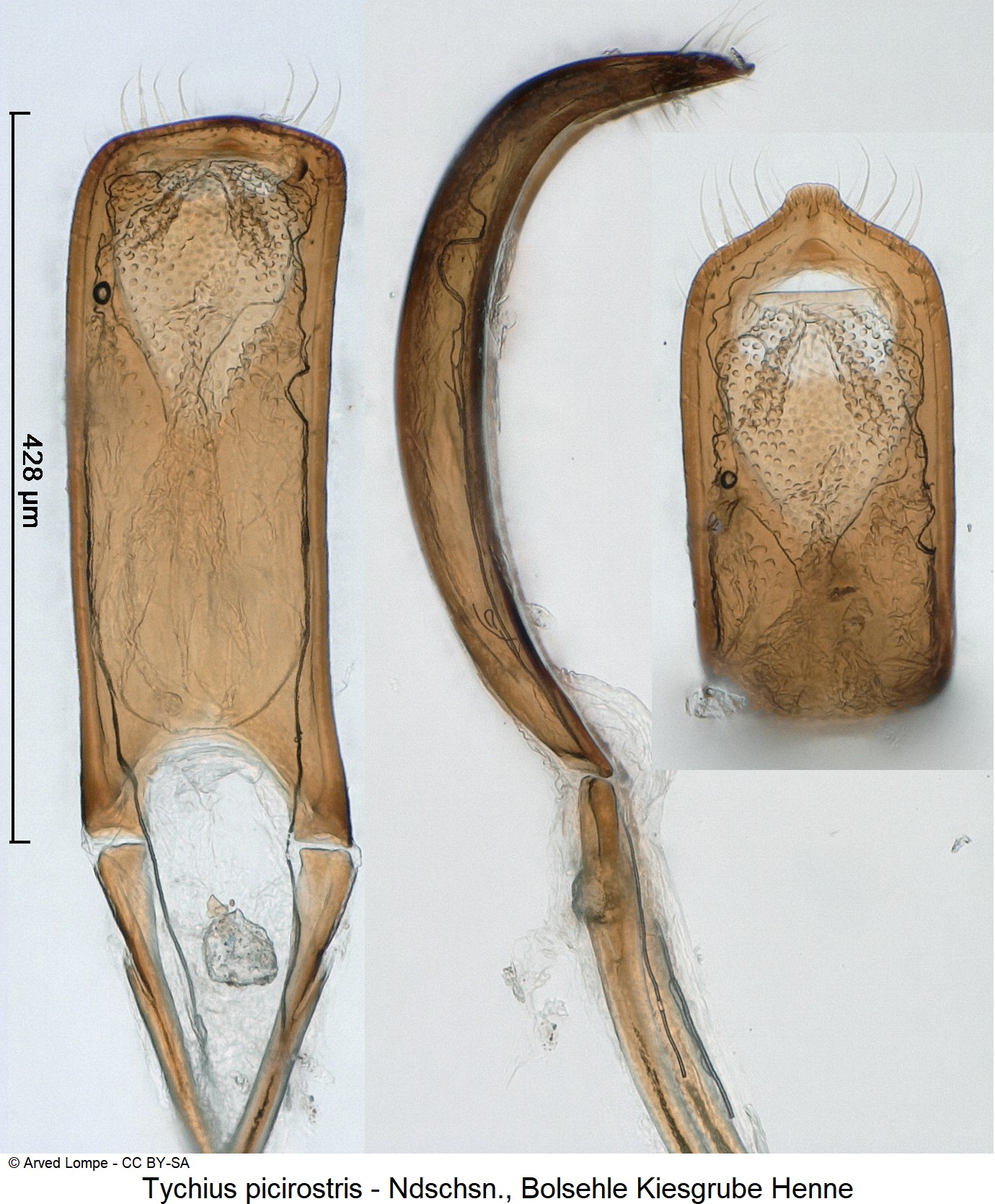 tychius_picirostris_ck31966411.jpg