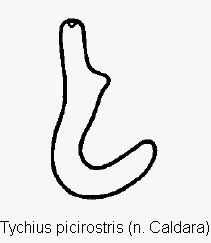 tychius_picirostris_sperm.gif
