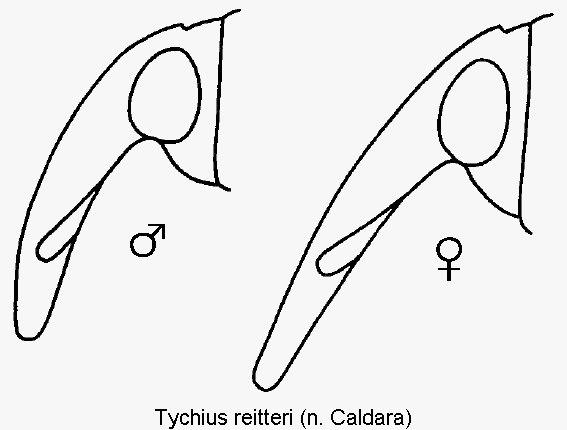 tychius_reitteri_k.gif