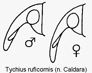 tychius_ruficornis_k.gif