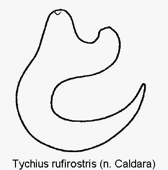tychius_rufirostris_sperm.gif