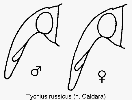 tychius_russicus_k.gif