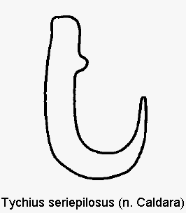 tychius_seriepilosus_sperm.gif