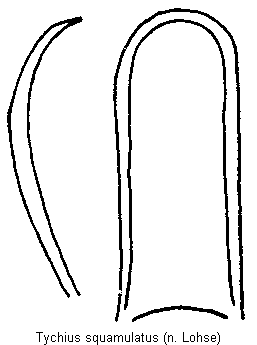 tychius_squamulatus.gif