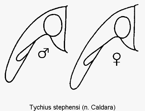 tychius_stephensi_k.gif