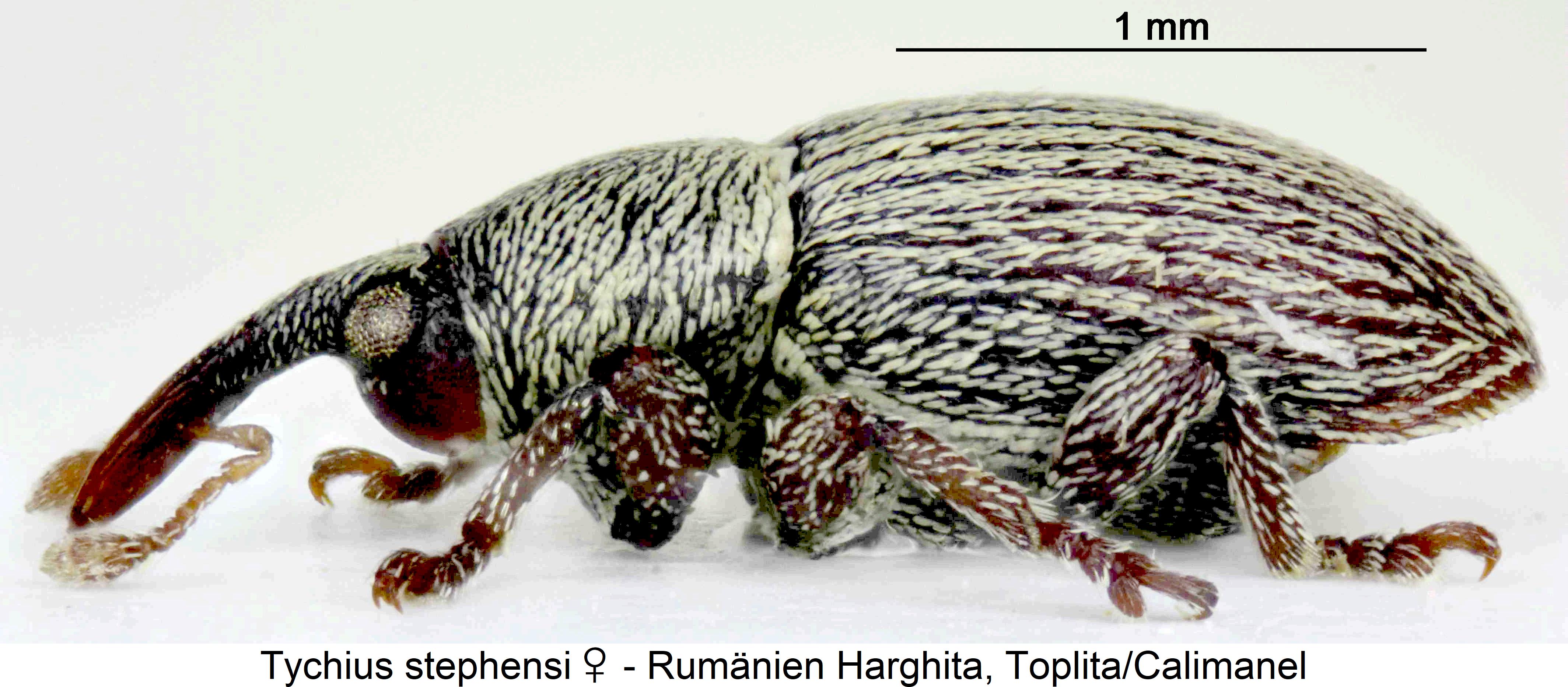 tychius_stephensi_sa.jpg