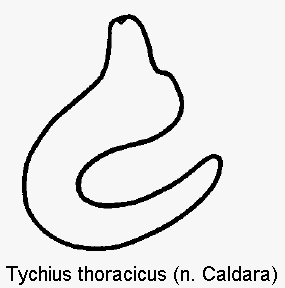 tychius_thoracicus_sperm.gif