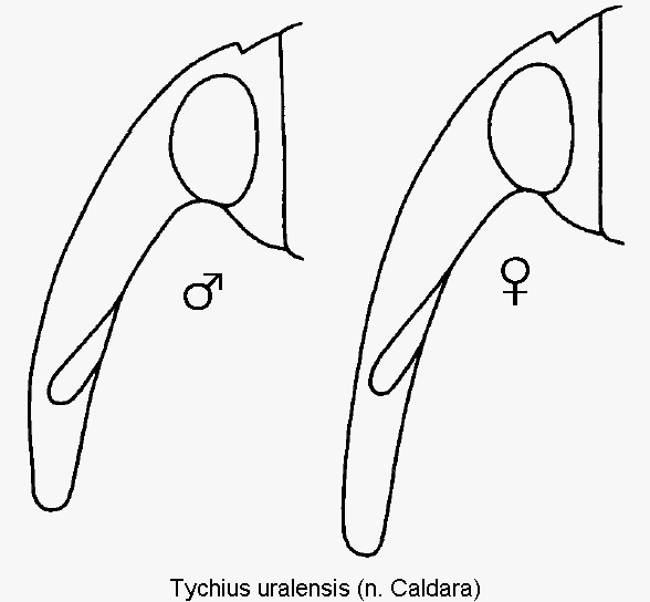 tychius_uralensis_k.gif