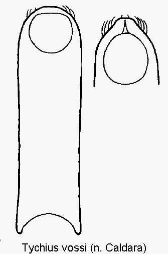 tychius_vossi.gif