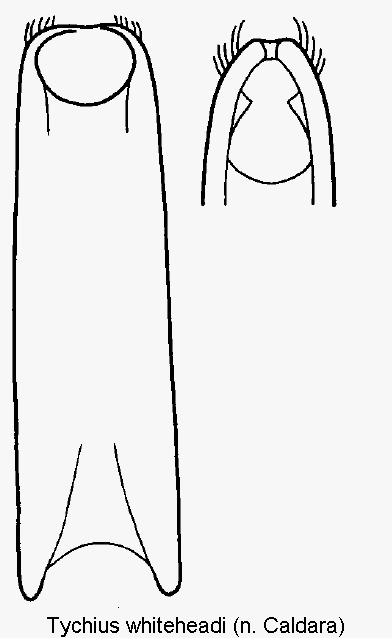 tychius_whiteheadi.gif