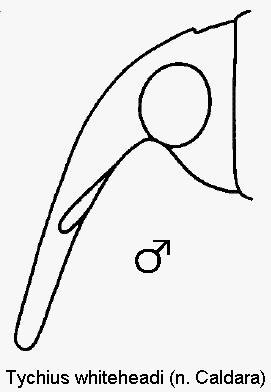 tychius_whiteheadi_k.gif