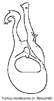 tychus_monilicornis.gif