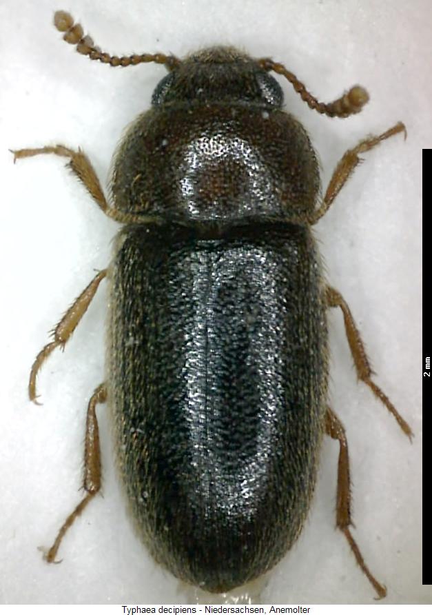 typhaea_decipiens_hab.jpg