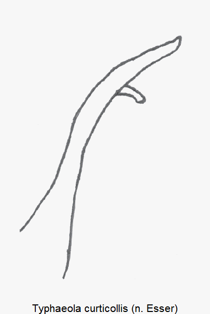 typhaeola_curticollis.gif