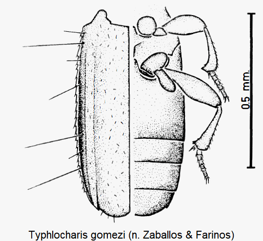 typhlocharis_gomezi_fld.gif