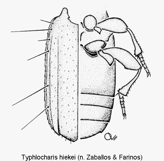 typhlocharis_hiekei_fld.gif