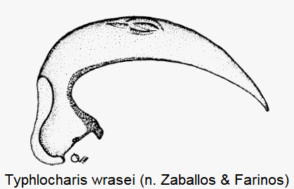 typhlocharis_wrasei.gif
