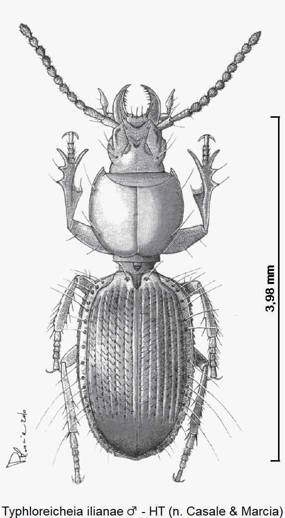typhloreicheia_ilianae_m_hab.gif