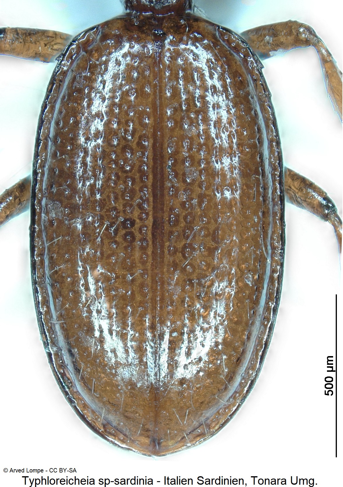 typhloreicheia_sp-sardinia_fld.jpg