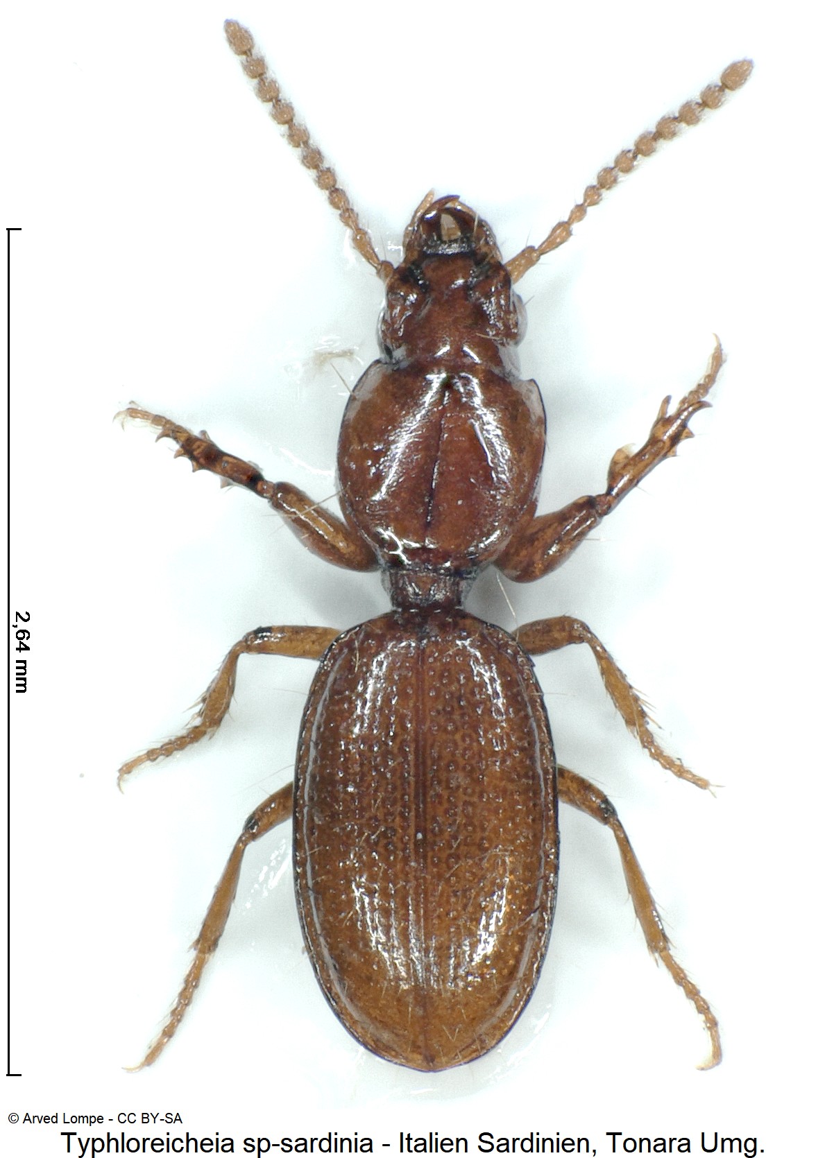 typhloreicheia_sp-sardinia_hab.jpg