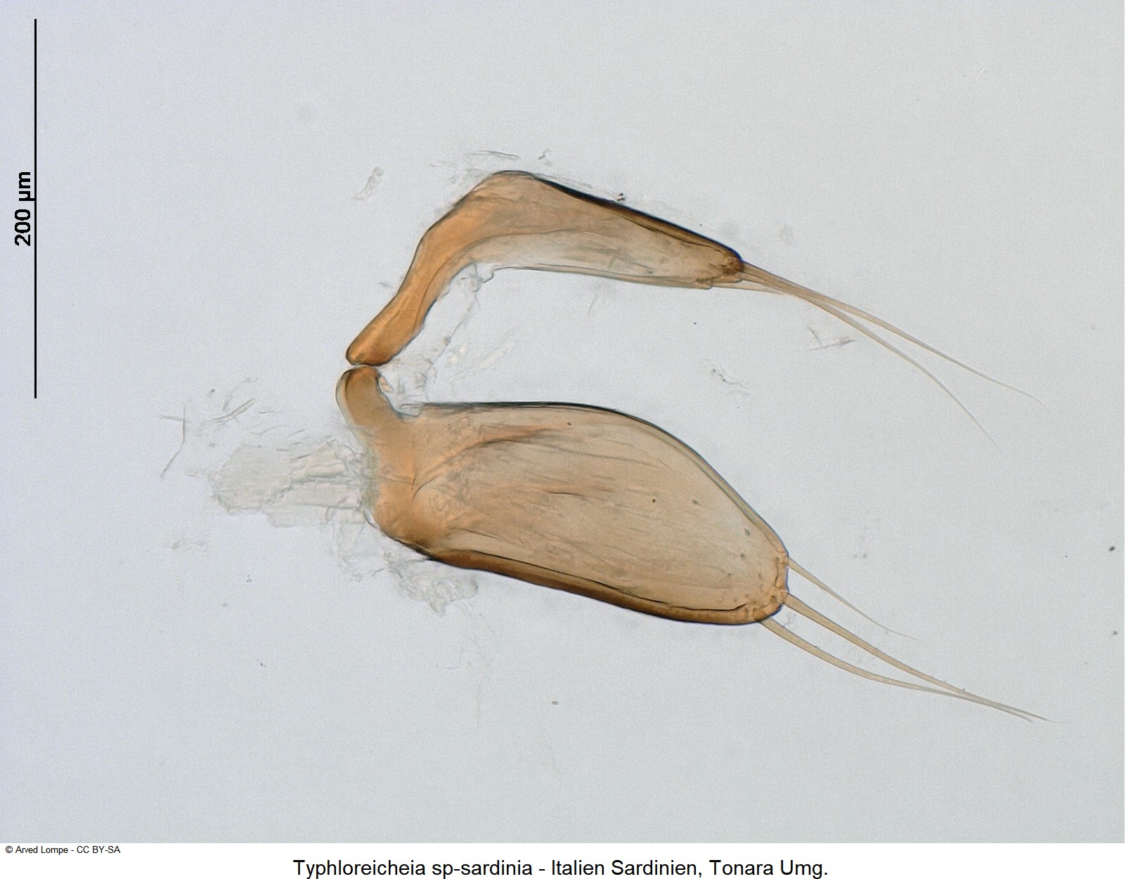 typhloreicheia_sp-sardinia_pm.jpg