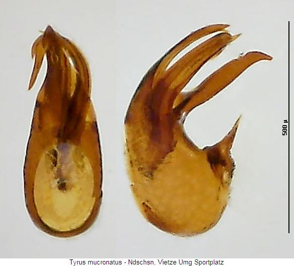 tyrus_mucronatus.jpg