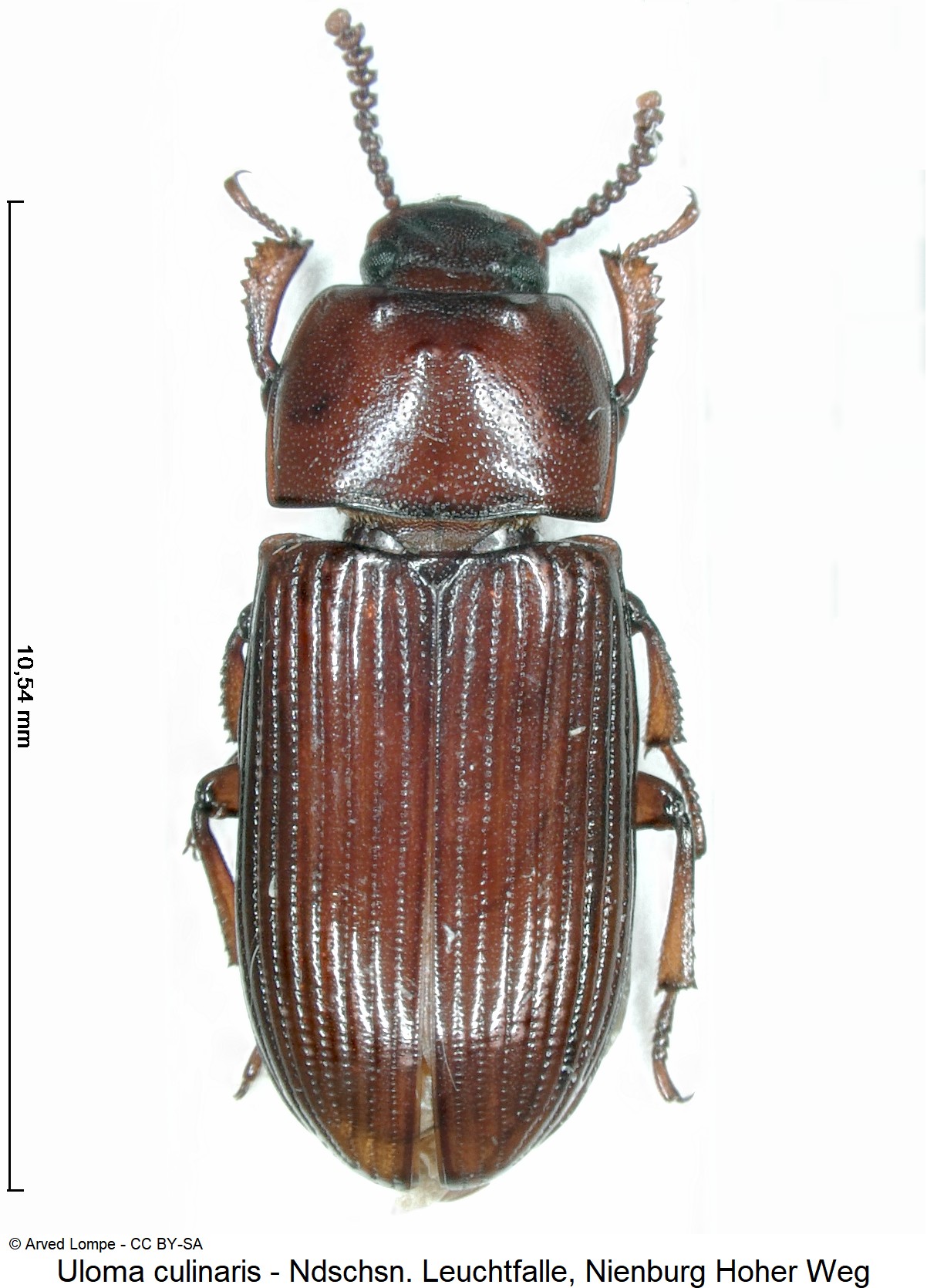 uloma_culinaris_m_ck36058758_hab.jpg