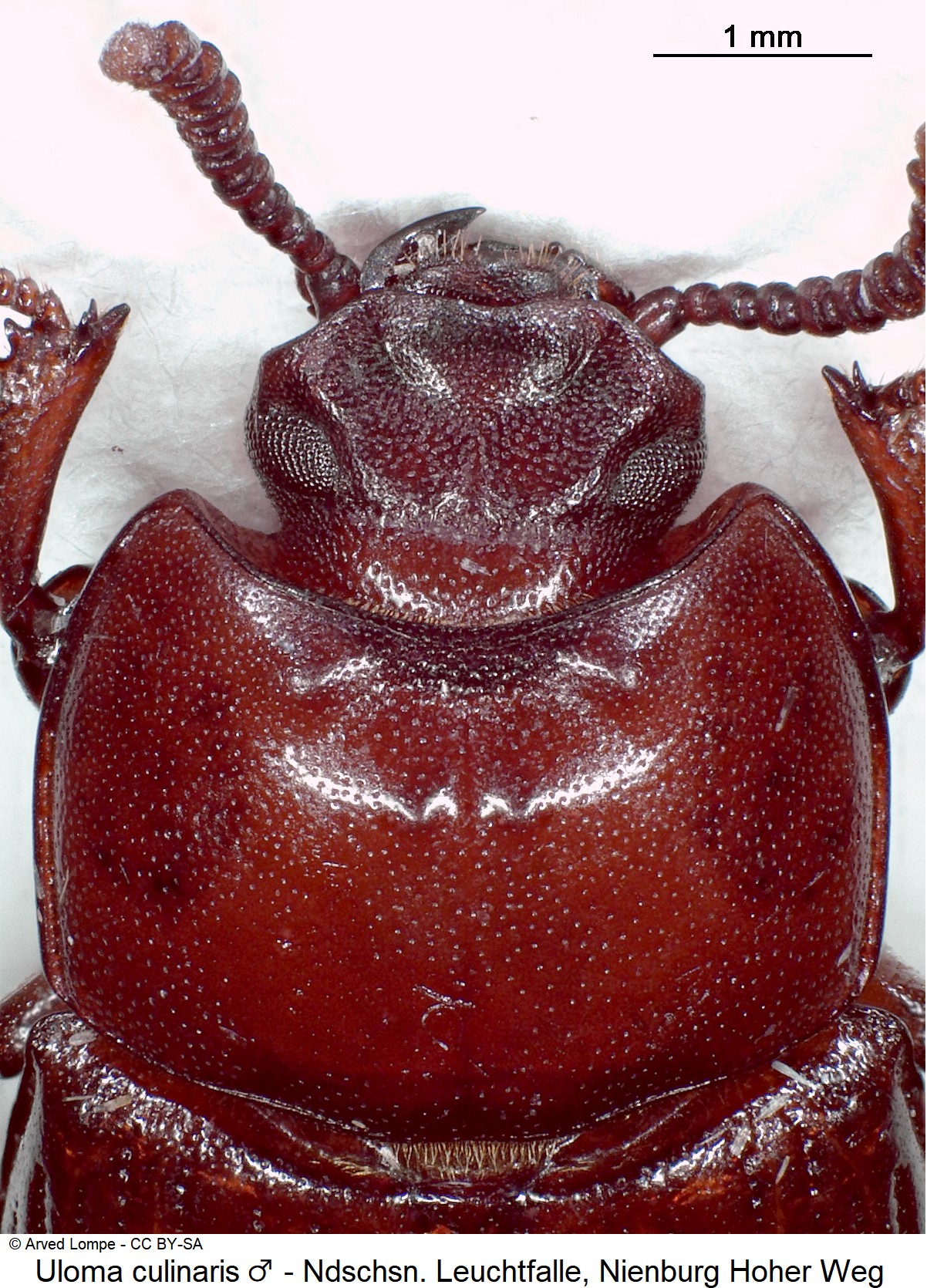 uloma_culinaris_m_ck36058758_vk.jpg