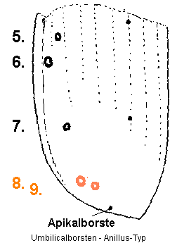 umbilicalborsten_anillus_typ.gif