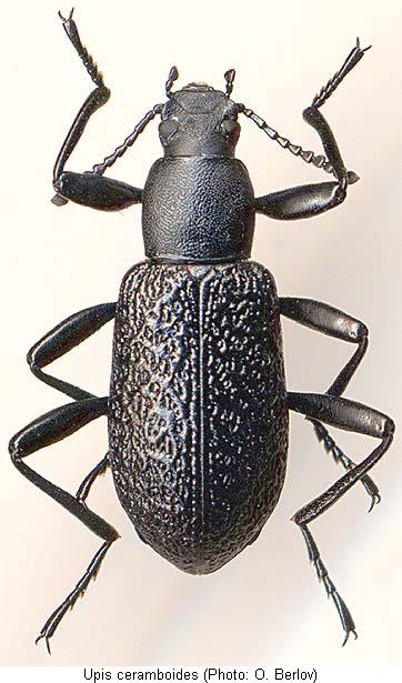 upis_ceramboides_hab.jpg