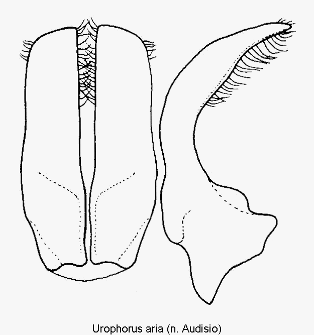 urophorus_aria.gif