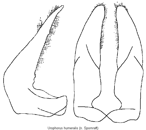 urophorus_humeralis.gif