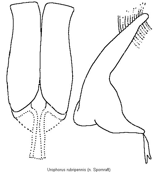 urophorus_rubripennis.gif