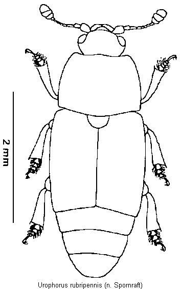 urophorus_rubripennis_hab.gif