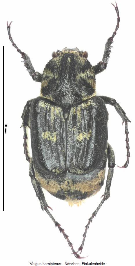 valgus_hemipterus_hab.jpg