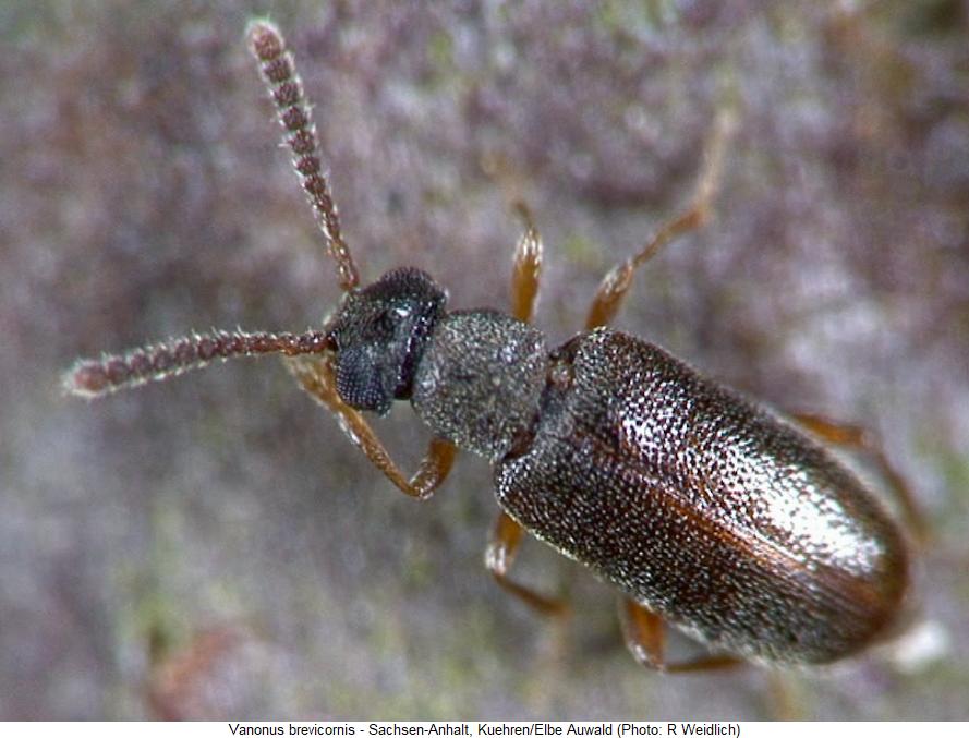 vanonus_brevicornis_hab.jpg