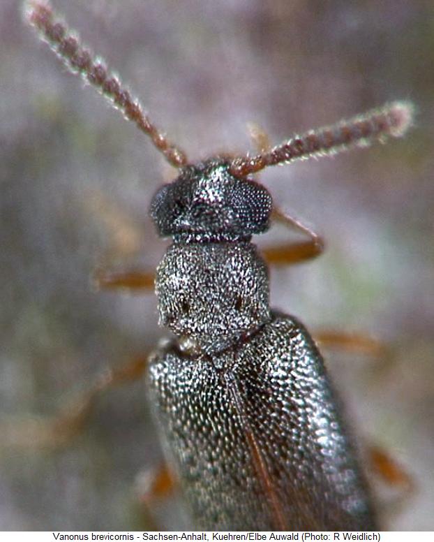 vanonus_brevicornis_vk.jpg