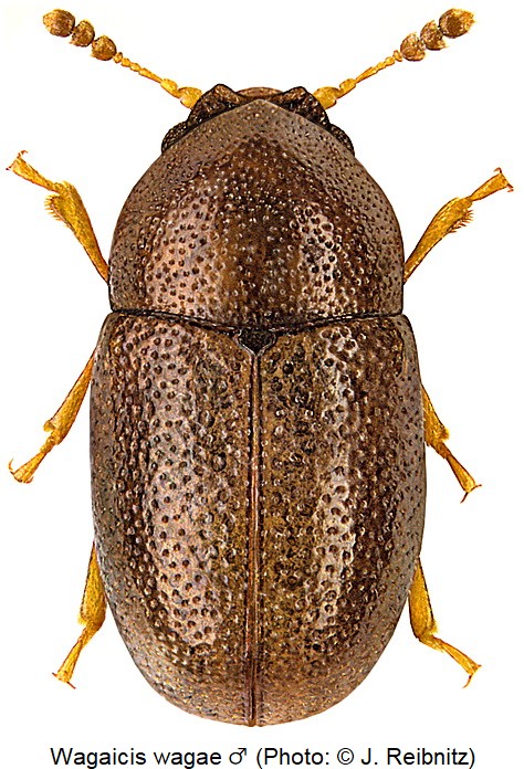 wagaicis_wagai_hab_rbn2.jpg