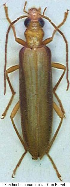 xanthochroa_carniolica_hab.jpg