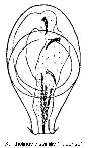 xantholinus_dissimilis.jpg