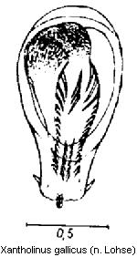 xantholinus_gallicus.jpg