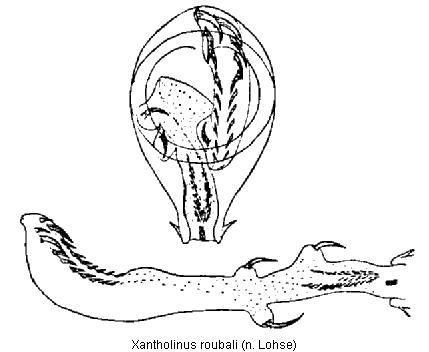 xantholinus_roubali.jpg