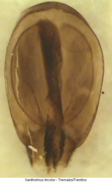 xantholinus_tricolor.jpg