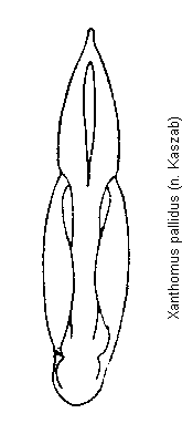 xanthomus_pallidus.gif